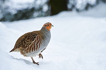 Grey partridge (Perdix perdix) in the snow, Bavaria, Germany, Europe