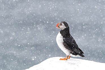 Puffin (Fratercula arctica) in winter during snowfall, Hornoya Island, Hornoya, Vardo, Varanger Peninsula, Troms og Finnmark, Norway, Europe