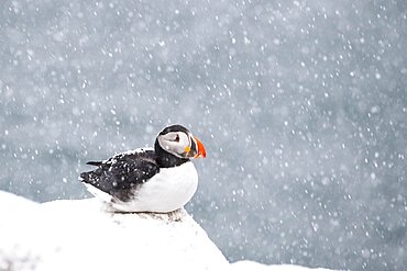 Puffin (Fratercula arctica) in winter during snowfall, Hornoya Island, Hornoya, Vardo, Varanger Peninsula, Troms og Finnmark, Norway, Europe