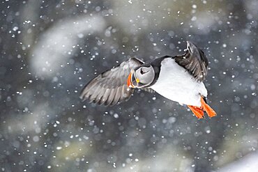 Puffin (Fratercula arctica) in flight during snowfall, Hornoya Island, Hornoya, Vardo, Varanger Peninsula, Troms og Finnmark, Norway, Europe