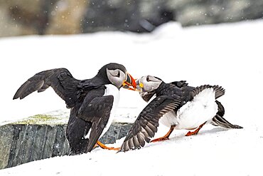 Puffin (Fratercula arctica) in winter in snow, fighting, Hornoya Island, Hornoya, Vardo, Varanger Peninsula, Troms og Finnmark, Norway, Europe