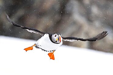 Puffin (Fratercula arctica) in flight during snowfall, Hornoya Island, Hornoya, Vardo, Varanger Peninsula, Troms og Finnmark, Norway, Europe