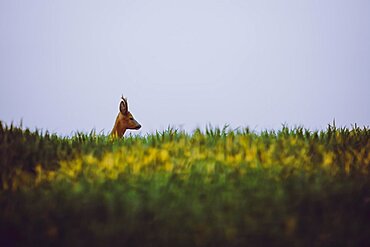 A male roe deer (Capreolus) standing in the growing grain by the setting sun