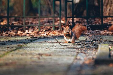 Squirrel eating nut, ground, park, winter, Warsaw, Poland, Europe