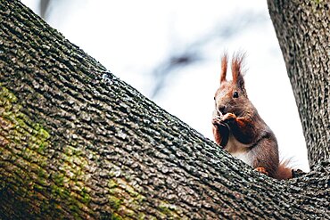 Squirrel eating nut, tree, park, Warszawa, Poland, Europe
