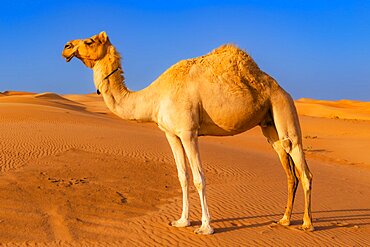 Camel (Camelus dromedarius) in the Wahiba Sands, or Ramlat al-Wahiba, or Sharqiya Sands, Omans largest desert, Sultanat of Oman