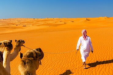 A bedouin leading his camels (Camelus dromedarius) through the Wahiba Sands, or Ramlat al-Wahiba, or Sharqiya Sands, Omans largest desert, Sultanat of Oman