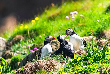 Atlantic Puffin (Fratercula arctica) from Puffin Cove, Drumhollistan, Scotland, United Kingdom, Europe