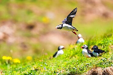 Atlantic Puffin (Fratercula arctica) from Puffin Cove, Drumhollistan, Scotland, United Kingdom, Europe