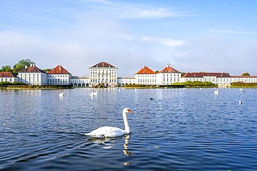 Swans swimming in front of Nymphenburg Palace, east side, Munich, Bavaria, Germany, Europe