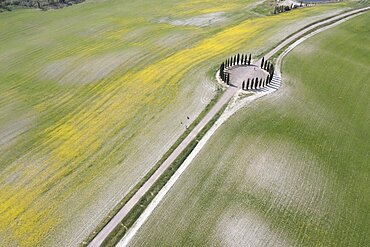 Aerial view, ring of cypresses (Cupressus) field, flowering rape, aerial view, San Quirico d'Orcia, Val d'Orcia, province of Siena, Tuscany, Italy, Europe