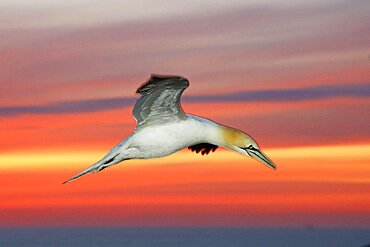 Northern gannet (Sula bassana) in flight at sunset, Heligoland Island, Germany, Schleswig-Holstein, Europe