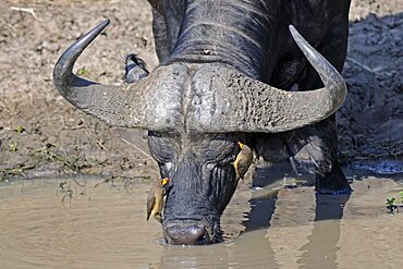 African buffalo (Syncerus caffer) or Cape buffalo drinking from river, with yellow-billed oxpecker (Buphagus africanus), Masai Mara National Park, Kenya, Africa