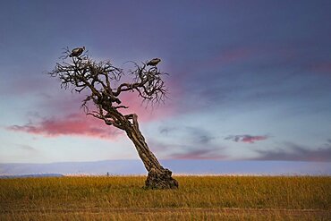 Dead tree with vultures in first light, Masai Mara, Kenya, Africa
