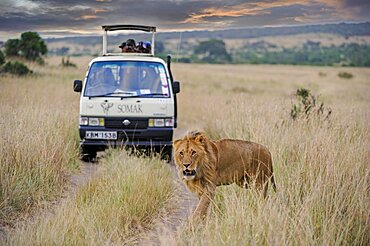 Lion (Panthera leo), male, safari vehicle in the background, Masai Mara National Reserve, Kenya, East Africa, Africa