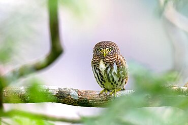 A Great Horned Owl on a branch, portrait of an American eagle owl, owls on the branch