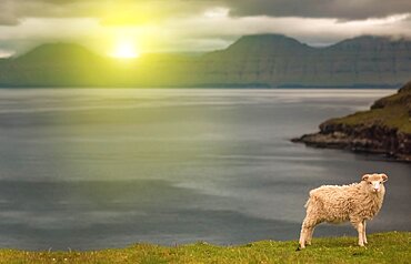 A sheep in the grass in the field, a sheep in the field facing the camera with copy space, sheep in the field with mountains in the background Trondheim, norway