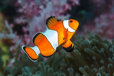 Ocellaris clownfish (Amphiprion ocellaris), Andaman Sea, Pacific Ocean, Ko Lanta Island, Thailand, Asia