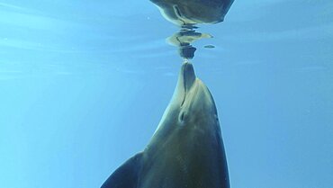 Bottlenose Dolphins plays with its reflection under surface of the blue water. Odessa, Ukraine, Europe