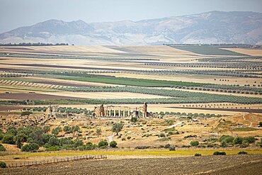 Archaeological site, basilica in the back, Volubilis, UNESCO World Heritage Site, near Meknes, Morocco, Africa