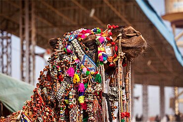 Decorated camel at Pushkar Mela (Pushkar Camel Fair) . Pushkar, Rajasthan, India, Asia