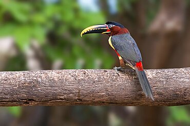 Chestnut-eared aracari (Pteroglossus castanotis), Pantanal, Mato Grosso, Brazil, South America