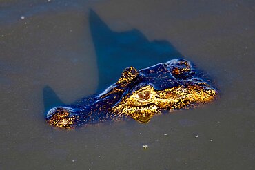 Yacare caiman (Caiman crocodilus yacara) in the water, Pantanal, Mato Grosso, Brazil, South America