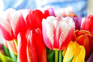 Lots of tulips with water drops are a close bouquet for the holiday on March 8