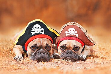 French Bulldog dogs wearing Halloween pirate costume hats