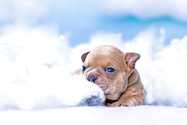 Cute tiny French Bulldog puppy lying down between fluffy clouds and stars