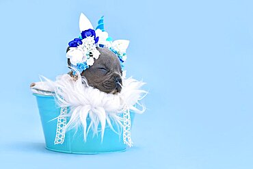 Blue French Bulldog dog puppy with unicorn headband with horn sleeping in bucket