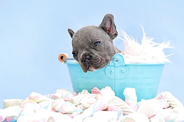 Sleeping French Bulldog dog puppy in bucket on blue background with marshmallow sweets