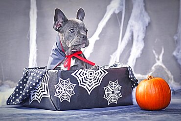 Young blue French Bulldog dog wearing a vampire costume cloak sitting in Halloween box surrounded by pumpkin and spider webs