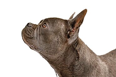 Healthy brachycephalic black French Bulldog dog with long nose