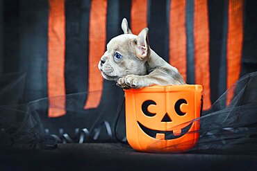 French Bulldog dog puppy sitting in spooky Halloween trick or treat basket in front of black and orange paper streamers