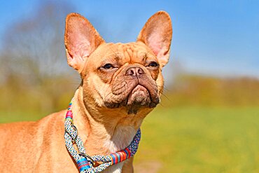 Portrait of red French Bulldog dog wearing rope collar