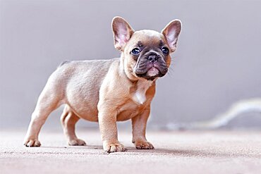 Cute lilac fawn colored French Bulldog dog puppy with blue eyes standing in front of gray background