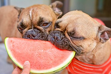 French Bulldog dog being fed slices of fresh raw watermelon fruit