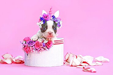 Blue pied French Bulldog dog puppy with unicorn headband with horn peeking out of box with flowers on pink background