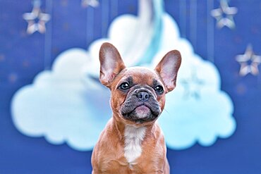 Cute red fawn French Bulldog dog puppy in front of studio sky background