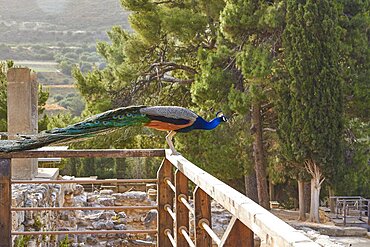 Morning light, peacock sitting on wooden railing of a wooden bridge, Palace of Knossos, Heraklion, Central Crete, Island of Crete, Greece, Europe