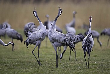 Common crane (Grus grus), duet call, Guenzer Seewiesen, spring migration, Necklenburg-Western Pomerania, Germany, Europe