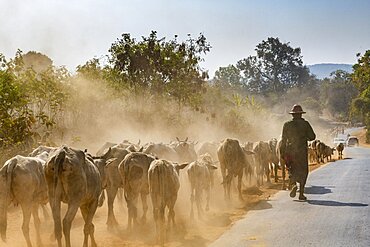 Cows walking along a road, Shan state, Myanmar, Asia