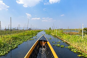 Canoe going through the floating gardens, Inle lake, Shan state, Myanmar, Asia