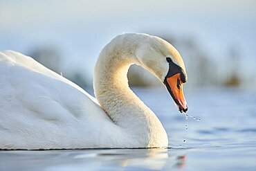 Mute swan (Cygnus olor) swimming in water, Bavaria, Germany, Europe