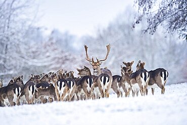 Fallow deer (Dama dama) on a meadow, captive, Bavaria, Germany, Europe