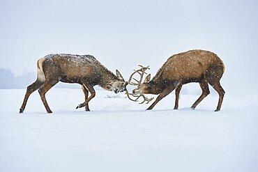 Red deer (Cervus elaphus) on a snowy meadow, captive, Bavaria, Germany, Europe