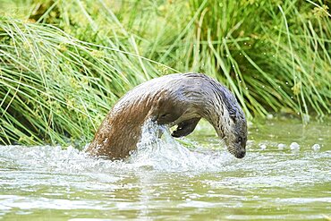 Eurasian otter (Lutra lutra) in a little lake, Bavaria, Germany, Europe