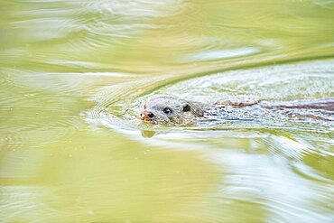 Eurasian otter (Lutra lutra) in a little lake, Bavaria, Germany, Europe