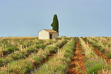 Small hut in a true lavender (Lavandula angustifolia) field near Valensole, Provance, France, Europe